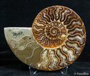 Inch Split Ammonite Pair #2631-3